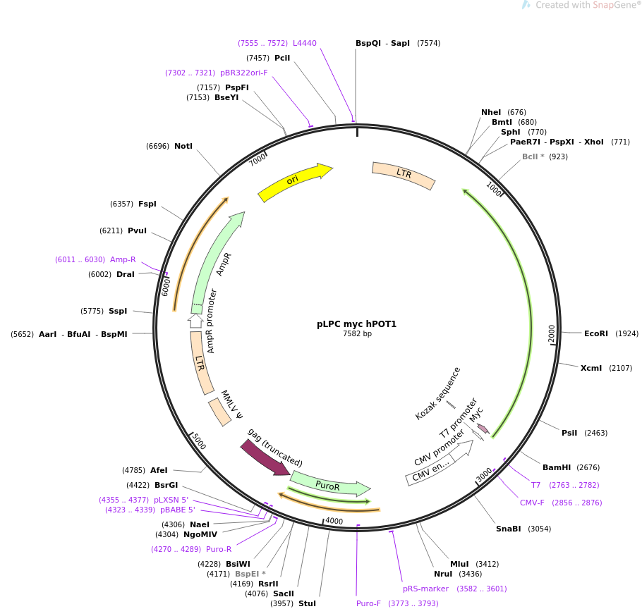 pLPC myc hPOT1质粒图谱